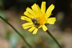 Diadasia chilensis