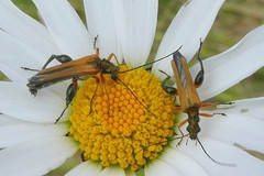Oedemera podagrariae