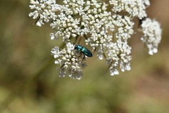 Bilyaxia concinna