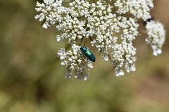 Bilyaxia concinna