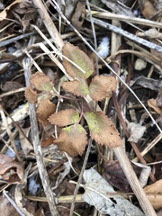 Zizia aurea