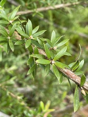 Leptospermum grandifolium