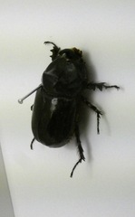 Oryctes nasicornis corniculatus