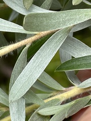 Leptospermum grandifolium
