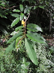 Annona neosericea