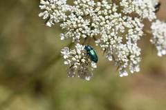 Bilyaxia concinna
