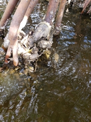 Crassostrea virginica