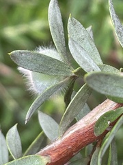 Leptospermum grandifolium