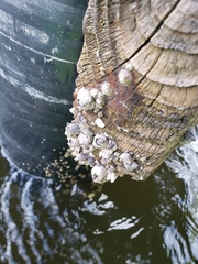 Amphibalanus amphitrite