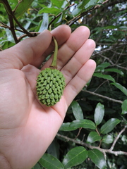 Annona neosericea
