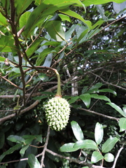 Annona neosericea