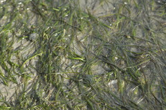Zostera capensis