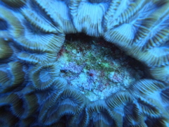 Colpophyllia natans