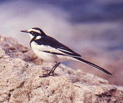 Motacilla aguimp