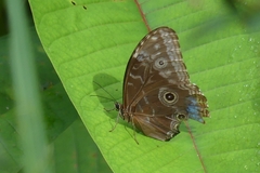 Morpho helenor