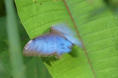 Morpho helenor