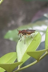 Thecomyia