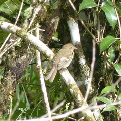 Lathrotriccus euleri