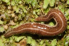 Australopacifica