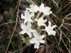 Glandularia platensis
