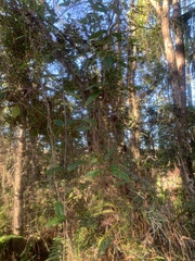 Gelsemium sempervirens