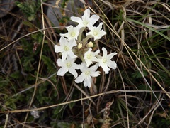 Glandularia platensis