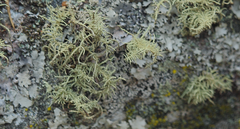 Ramalina siliquosa