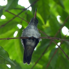 Chrysuronia versicolor