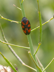 Cercopis vulnerata