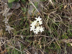 Glandularia platensis