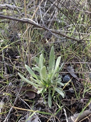 Pseudognaphalium beneolens