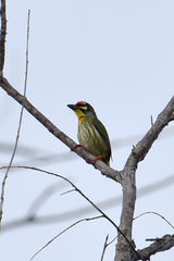 Psilopogon haemacephalus indicus