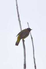 Brachypodius melanocephalos