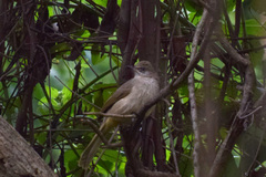 Pycnonotus conradi
