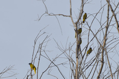 Brachypodius melanocephalos