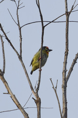 Psilopogon haemacephalus indicus