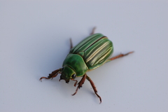 Chrysina