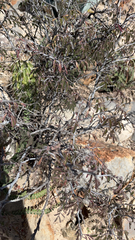 Calliandra eriophylla