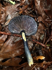 Entoloma subcarneum