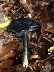 Entoloma subcarneum