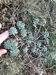 Odontarrhena obtusifolia