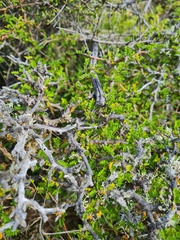 Sophora prostrata