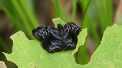 Helias phalaenoides