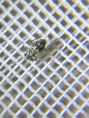 Mesopsocus