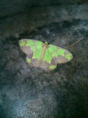 Agathia hemithearia