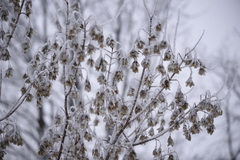 Acer negundo