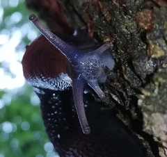 Limax cinereoniger