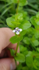 Lindernia microcalyx