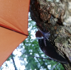 Limax cinereoniger