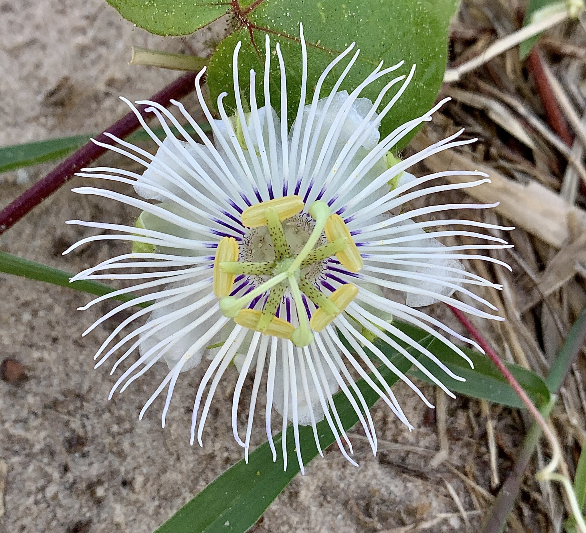 Passiflora foetida